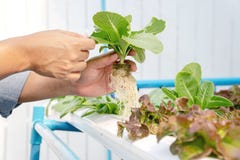 Hand Of Farmer Hold Hydroponics Vegetable In Greenhouse Stock Photo