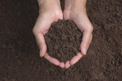 Hand Of Male Holding Soil In The Hands For Planting Stock Images