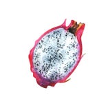 Hand painted watercolor slice of dragon fruit stock photography Hand painted watercolor slice of dragon fruit stock photography