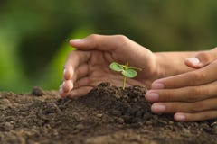Hand protect small plant grow on soil royalty free stock photography Hand protect small plant grow on soil royalty free stock photography