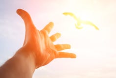 Hand reaching to bird. stock photo Hand reaching to bird. stock photo