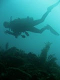 Hand signals scuba diver sipadan royalty free stock images Hand signals scuba diver sipadan royalty free stock images