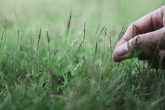 A hand touching and picking grass in a field royalty free stock photography A hand touching and picking grass in a field royalty free stock photography