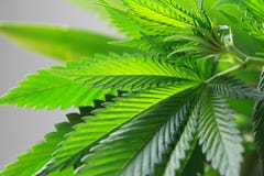 Handen är den hållande makroen av nya stora blad för marijuanagräsplan (kunna royaltyfri foto Handen är den hållande makroen av nya stora blad för marijuanagräsplan (kunna royaltyfri foto