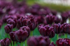 A handful of purple flowers scattered in a large garden Stock Photo A handful of purple flowers scattered in a large garden Stock Photo
