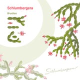 Handgezogene Elemente des Weihnachtskaktus und der Bürsten Auch im corel abgehobenen Betrag stock abbildung Handgezogene Elemente des Weihnachtskaktus und der Bürsten Auch im corel abgehobenen Betrag stock abbildung