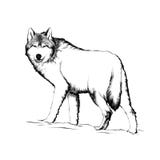 Handgezogene Skizze des Wolfs im Schwarzen lokalisiert auf weißem Hintergrund Ausführliche Weinleseradierungs-Artzeichnung lizenzfreie abbildung Handgezogene Skizze des Wolfs im Schwarzen lokalisiert auf weißem Hintergrund Ausführliche Weinleseradierungs-Artzeichnung lizenzfreie abbildung