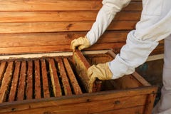 Hands of beekeeper pulls out from the hive a wooden frame with honeycomb. Collect honey. Beekeeping concept royalty free stock image Hands of beekeeper pulls out from the hive a wooden frame with honeycomb. Collect honey. Beekeeping concept royalty free stock image