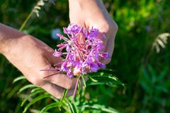 Hands collect willow-herb royalty free stock images Hands collect willow-herb royalty free stock images