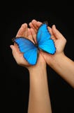 Hands holding a blue butterfly