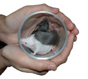 Hands Holding Cup With Three Mice Royalty Free Stock Photos