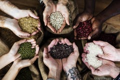 Hands holding grains and photoshooting stock image Hands holding grains and photoshooting stock image