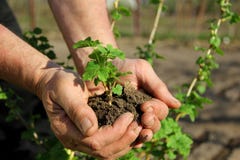 Hands Holding Seedling Stock Photo Hands Holding Seedling Stock Photo