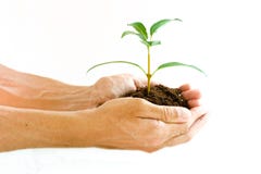 Hands holding seedling plant