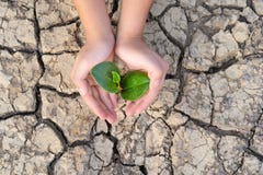 Hands holding a tree growing on cracked ground, Save the world, Environmental problems, Protect nature stock photos Hands holding a tree growing on cracked ground, Save the world, Environmental problems, Protect nature stock photos