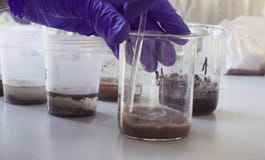 Hands Of The Scientist Mixing Samples Of The Soil Royalty Free Stock Image