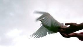 Hands releasing a dove