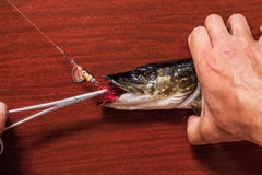 Hands take out bait from mouth of pike close up royalty free stock photos Hands take out bait from mouth of pike close up royalty free stock photos