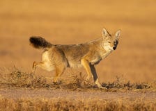 Coyote kicks up dust while pausing in field