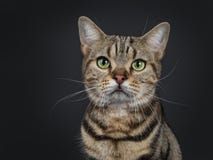Handsome young brown tabby American Shorthair cat on black background royalty free stock image Handsome young brown tabby American Shorthair cat on black background royalty free stock image