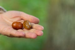 Handvol eikels Het lopen in het de herfstbos stock fotografie Handvol eikels Het lopen in het de herfstbos stock fotografie