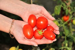 Handvoll reife Tomaten in den Händen auf Hintergrund von Tomatenbüschen stockbilder Handvoll reife Tomaten in den Händen auf Hintergrund von Tomatenbüschen stockbilder