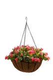 Hanging basket of beautiful flowers isolated on white background