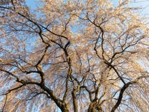Hanging Cherry Blossom Tree in April Stock Photos Hanging Cherry Blossom Tree in April Stock Photos