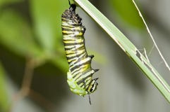 Hanging Monarch Caterpillar Stock Images