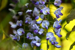 Hanging purple Wisteria floribunda flowers in spring garden royalty free stock image Hanging purple Wisteria floribunda flowers in spring garden royalty free stock image