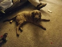 Happy Big Brown Dog royalty free stock images Happy Big Brown Dog royalty free stock images