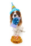 Happy birthday dog photo. Cavalier king charles spaniel puppy dog celebrate 3. birthday. Three years old puppy with birthday cake