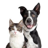 Happy Border Collie Dog and Tabby Cat Together Closeup royalty free stock photography Happy Border Collie Dog and Tabby Cat Together Closeup royalty free stock photography