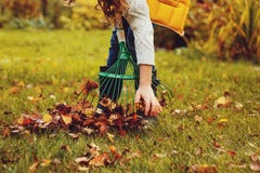Happy Child Girl Playing Little Gardener In Autumn And Picking Leaves Into Basket. Seasonal Garden Work. Stock Image Happy Child Girl Playing Little Gardener In Autumn And Picking Leaves Into Basket. Seasonal Garden Work. Stock Image