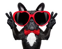 Happy cool dog royalty free stock photos Happy cool dog royalty free stock photos