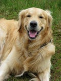 Happy Dog Golden Retriever
