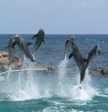 Happy Dolphins Stock Photo Happy Dolphins Stock Photo