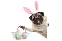 Happy Easter bunny pug dog with bunny teeth and pastel easter eggs in wire metal shopping basket