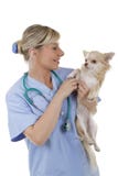 Happy female vet with lap dog Stock Photos Happy female vet with lap dog Stock Photos