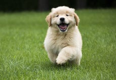 Happy Golden Retriever Puppy