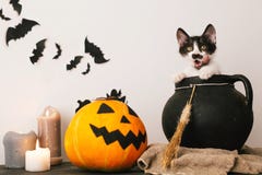Happy Halloween Concept. Cute Kitty Sitting In Witch Cauldron Wi Royalty Free Stock Photo Happy Halloween Concept. Cute Kitty Sitting In Witch Cauldron Wi Royalty Free Stock Photo