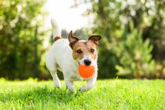 Happy Jack Russell Terrier pet dog playing with toy at back yard lawn Stock Photography Happy Jack Russell Terrier pet dog playing with toy at back yard lawn Stock Photography