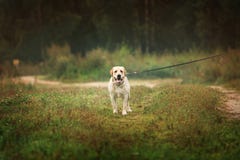 Happy labrador dog pulls the leash on green field royalty free stock photos Happy labrador dog pulls the leash on green field royalty free stock photos