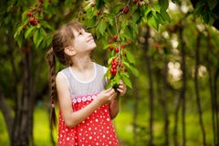 Happy little girl play near cherry tree in summer garden. Kid picking cherry on fruit farm. Child pick cherries in summer orchard. royalty free stock photos Happy little girl play near cherry tree in summer garden. Kid picking cherry on fruit farm. Child pick cherries in summer orchard. royalty free stock photos