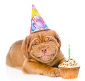 Happy smiling Bordeaux puppy dog with birthday hat and cake. isolated Stock Photos Happy smiling Bordeaux puppy dog with birthday hat and cake. isolated Stock Photos