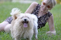 Happy smiling dog playing having fun with mature woman stock image Happy smiling dog playing having fun with mature woman stock image