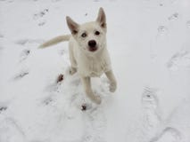 Happy Snow Dog royalty free stock images Happy Snow Dog royalty free stock images