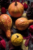 Happy Thanksgiving Background. Selection of various pumpkins on dark metal background. Autumn Harvest and Holiday still life. Royalty Free Stock Photos Happy Thanksgiving Background. Selection of various pumpkins on dark metal background. Autumn Harvest and Holiday still life. Royalty Free Stock Photos