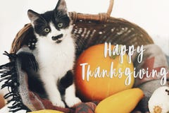 Happy Thanksgiving Text, Seasons Greeting Card. Thanksgiving Sign. Cute Kitty, Pumpkin, Wicker Basket On Wooden Background. Cat Royalty Free Stock Photos Happy Thanksgiving Text, Seasons Greeting Card. Thanksgiving Sign. Cute Kitty, Pumpkin, Wicker Basket On Wooden Background. Cat Royalty Free Stock Photos