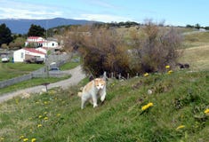 Harberton estate is the oldest farm of Tierra del Fuego and an important historical monument of the region. royalty free stock photos Harberton estate is the oldest farm of Tierra del Fuego and an important historical monument of the region. royalty free stock photos